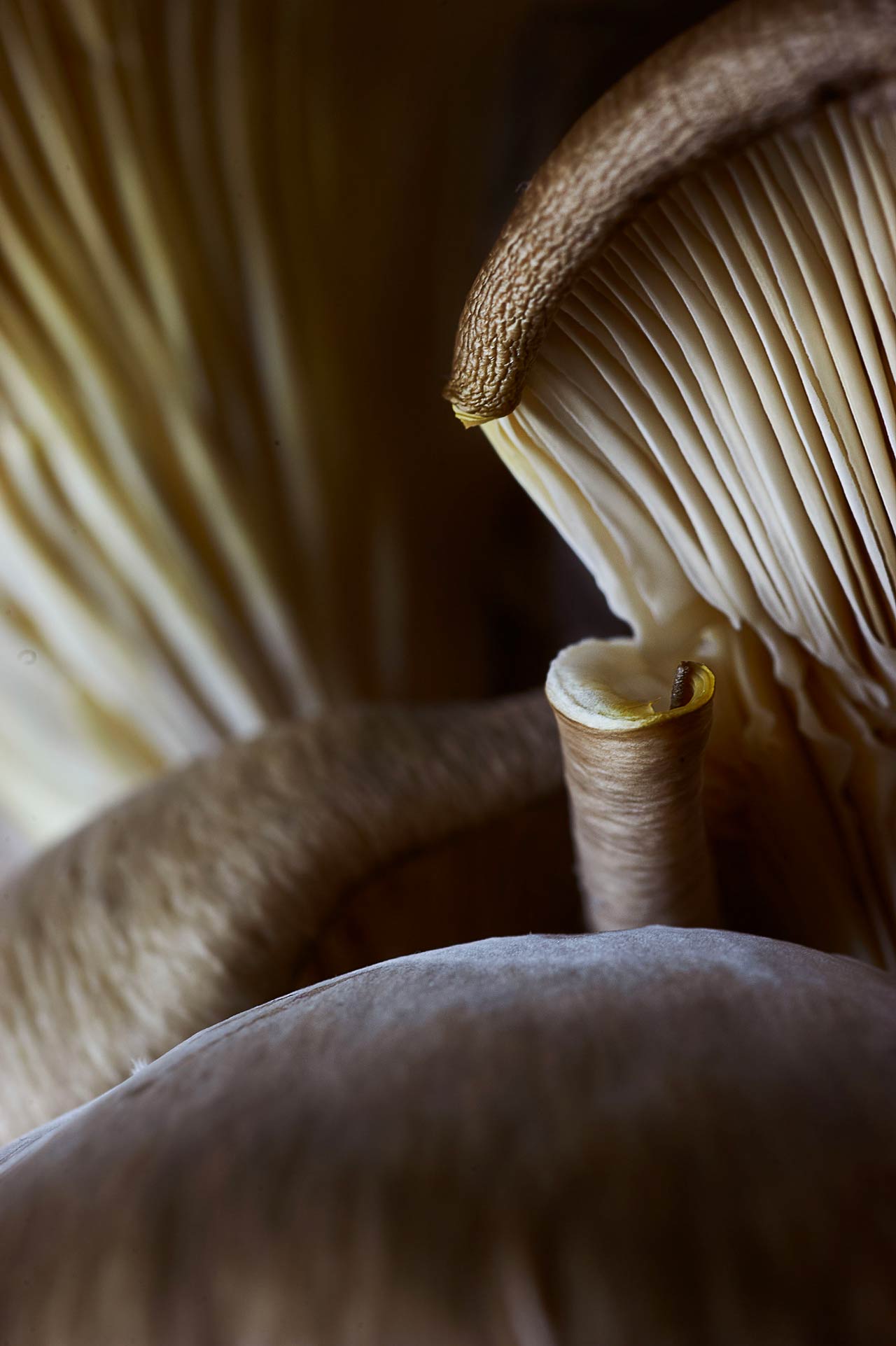 +Prodotti funghi grappolo macro lamelle