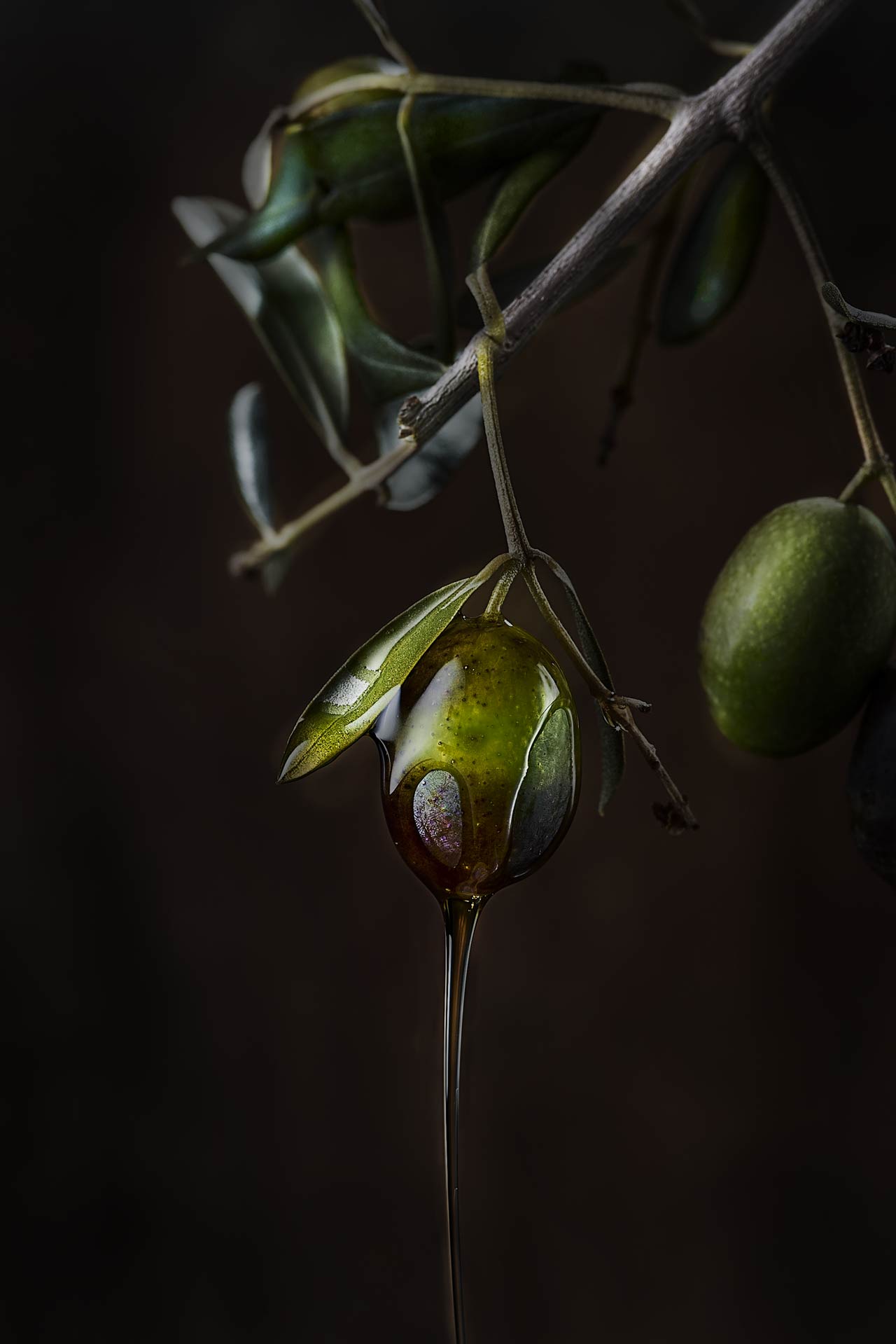 Still Life pittorico oliva su ramo e filo d'olio