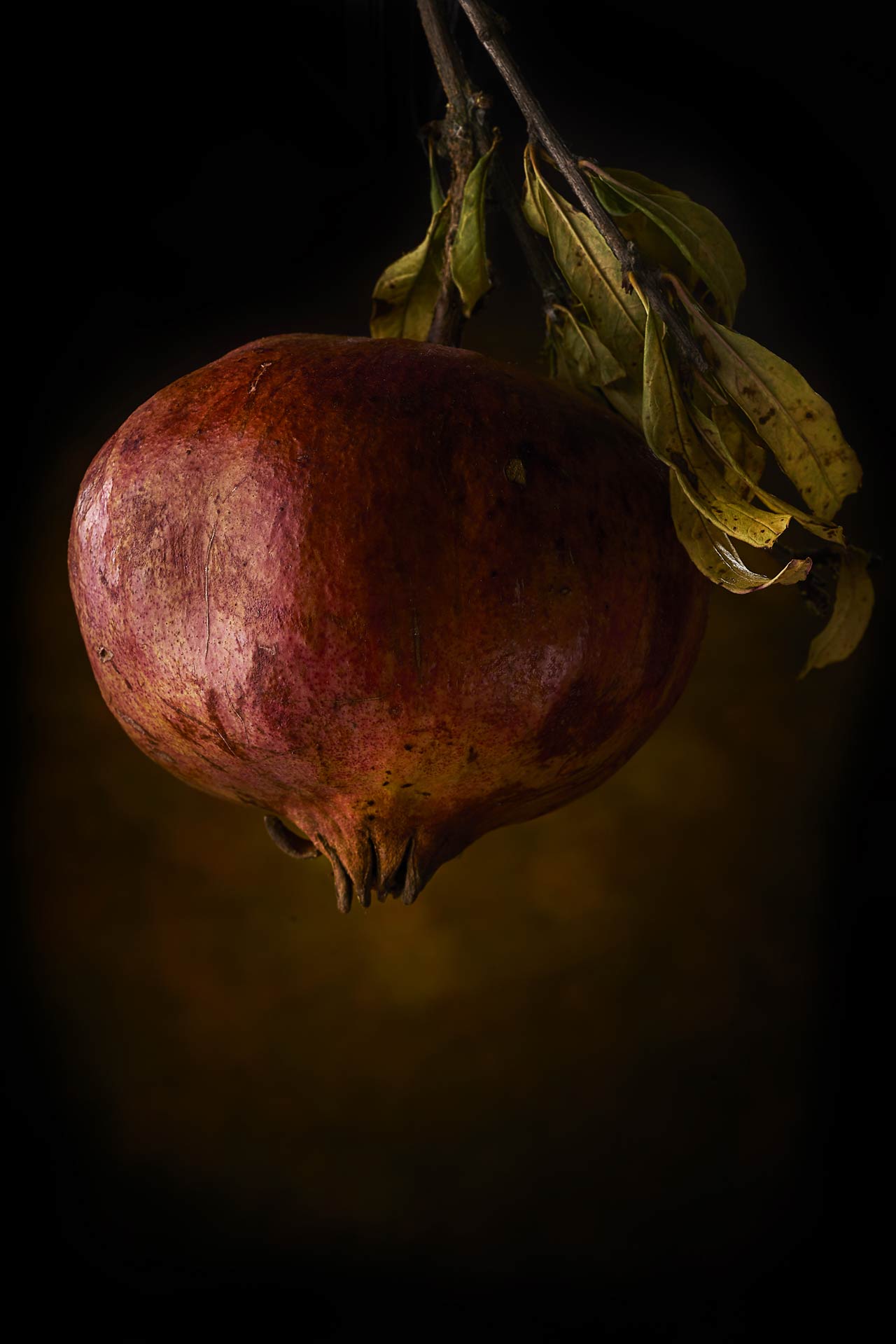 Still-Life pittorico ritratto di melograno