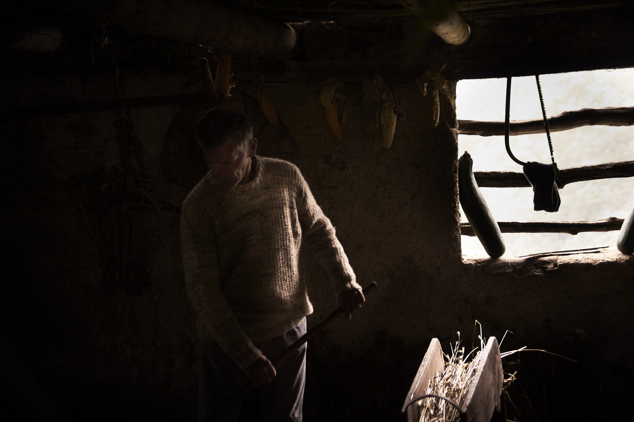 Evento PRA uomo sistema fieno nella stalla