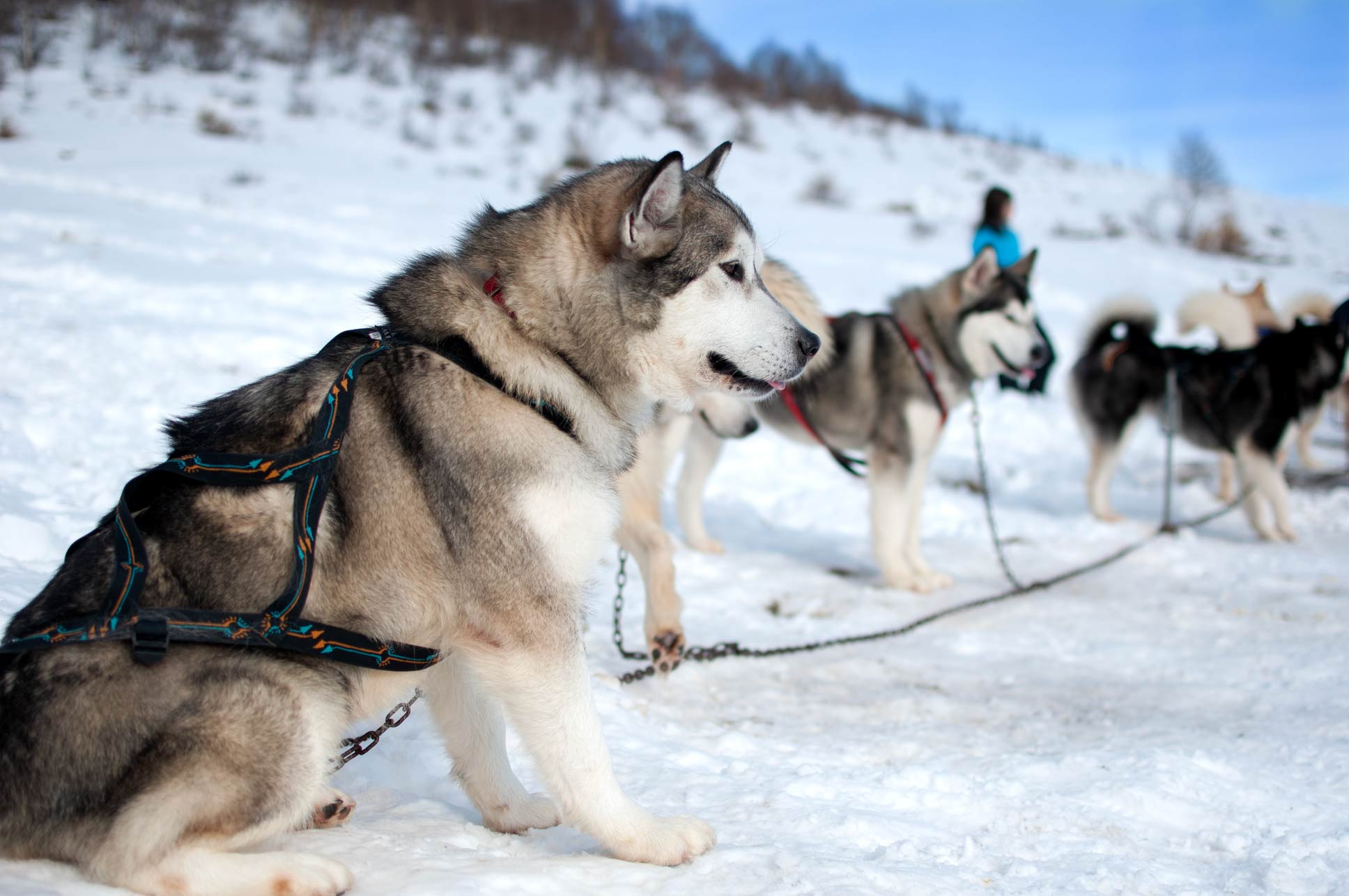 Evento Slad Dog Muta di Malamute in attesa della gara