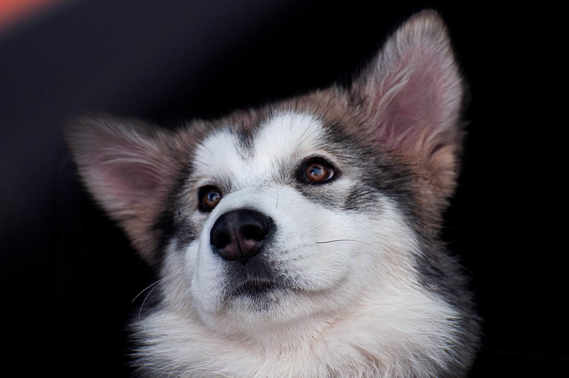 Evento Slad dog Valsassina cucciolo di Malamute